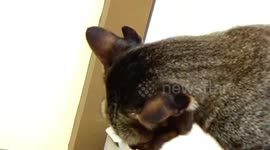 'Mutant' stray cat with four ears becomes 'lucky charm' for adoptive family