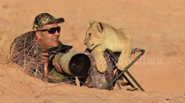 Watch the moment a cute lion cub assists a photographer taking snaps