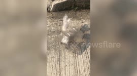 Passerby helps to release toad wrapped in plastic bag