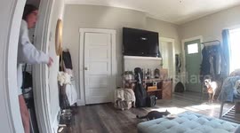 Holy moly! Pet owner in hysterics after cat brings live MOLE into their home