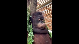 Monkey's playful interaction with butterfly in Bali zoo