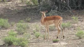 An Gazelle shot by a poacher while it was grazing in the bushes