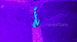 Britain's only Scorpion colony living in Kent