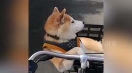 Adorable pet Shiba squeezes into bicycle basket in Japan