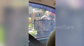Friendly little lamb riding pillion on motorcycle greets passing driver