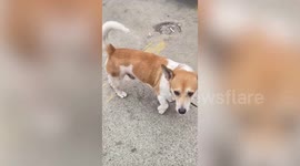 Loyal pet dog escorts owner to bus stop everyday