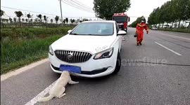 Poor pooch! Firefighters rescue dog stuck in car bumper after collision