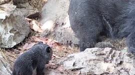 Thai zoo celebrates successful breeding of 'vulnerable' Asian black bear in captivity