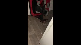 Baby owl wanders into Aussie family's home for help after getting stuck in fly trap