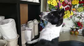 Sharp-nosed 'rat exterminator' dog hunts down rodents in owner's store