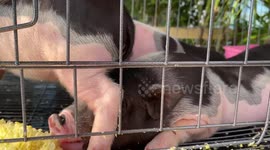 Animal lovers visit exotic pet exhibition in Thailand