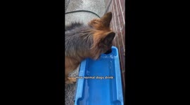 Vinny's unique drinking style: splashing and submerging for refreshment