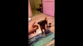Petite Brabancon brings slippers and other things at the command of the owner!