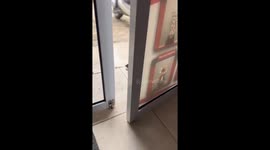 Homecoming surprise: cat returns covered in cobwebs!