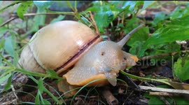 One-eyed pinkmouth snail eating decaying leaf