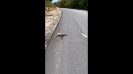 Heroic woman spots sloth struggling on road in Brazil and lifts it to safety