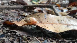 Small breed snail that does not measure more than 3 centimeters walking in my patio on a mango leaf