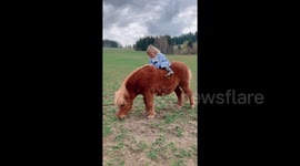Adorable scene as young sisters show their love for tiny pony