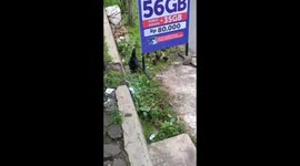 Mother hen adopts ducklings in Magelang - cute animal video!