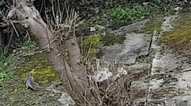 Squirrel Pidgeon and a Magpie all met and stayed together for a while