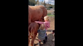 Two little sisters adorably play with a 1week old baby horse.