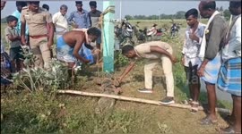 Indian farmers catch big crocodile that entered their fields and release it