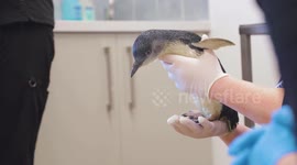 Penguin has become the first in the world to get an MRI scan - because he kept wobbling