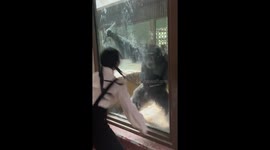 CUTE! Chimpanzee mimics woman's dance moves at Chinese zoo