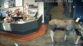Moose strolls into cinema and helps itself to popcorn in Kenai, US