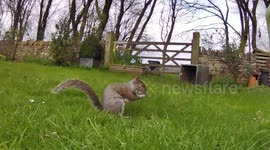 Cute moment squirrel uses bushy tail 'like a towel' to dry itself in Peak District garden