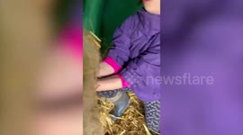 Video shows amazing girl, 9, rescuing ewe with