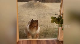 Japanese man dresses as incredibly realistic COLLIE DOG