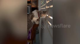 Hilarious pet cat peers through hole in wall to spy on neighbours