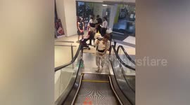 Pet owners carry their lazy dogs up escalator in shopping mall