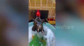 El Chicko! Rooster relaxes in soapy bath like a Mexican cartel boss