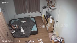 Pet cats and birds gather around owners watching television