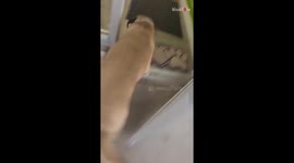 Doggo's joy is all over the place while meeting her groomer to get her nails trimmed