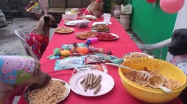 Pet dogs celebrate friend's birthday with food, party hats and balloons