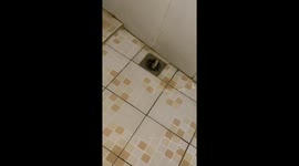 Python surprise: found a snake in a shower filter in Bali