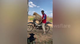 Pet Golden Retriever dog climbs up motorcycle to join owner.