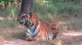 Tigress with big cub explore the forest scenting her territory