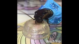 Cockroaches Tea Party