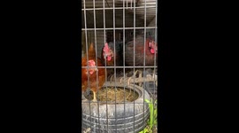My 3 urban hens communicate in song and dance to let me know they want out of their coup to free range in our garden