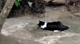 Meu gato brincando com o cana da força, ele é muito engraçado, ele sempre gosta de brincar e fazer isso