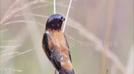 Que lindo esse caboclinho cantando maravilho o cantado dele e ao perceber que eu esta filmando ele simplesmente foi embora