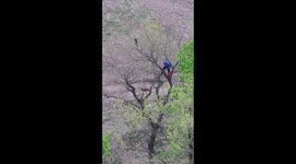 Brave man uses chainsaw to rescue terrified cat stuck high up in a tree in Russia
