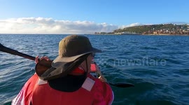 Incredible sighting of doplhins swimming towards me while kayak fishing.