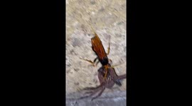 Spider wasp with paralysed huntsman prey