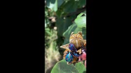Cotton Harlequin bugs-jewels of nature