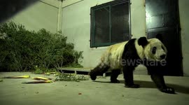 Famous panda Ya Ya returns to China after 20 years in the US
